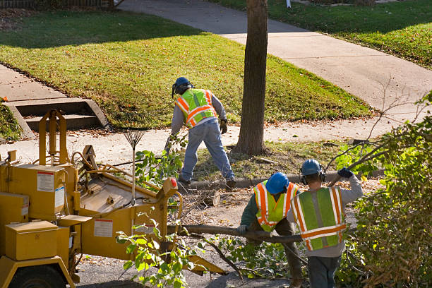 Tree Branch Trimming in Colorado City, CO